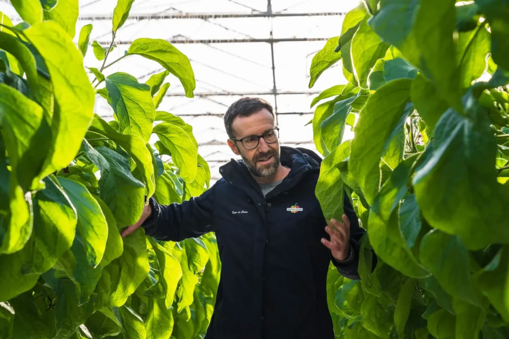 Marcel van der Pluijm in greenhouse with eggplants